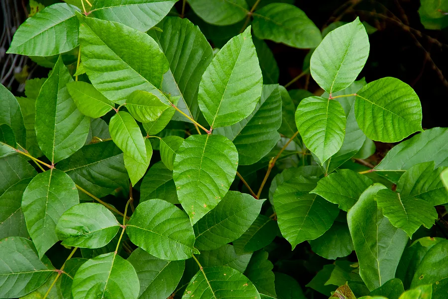 Plant poison rashes